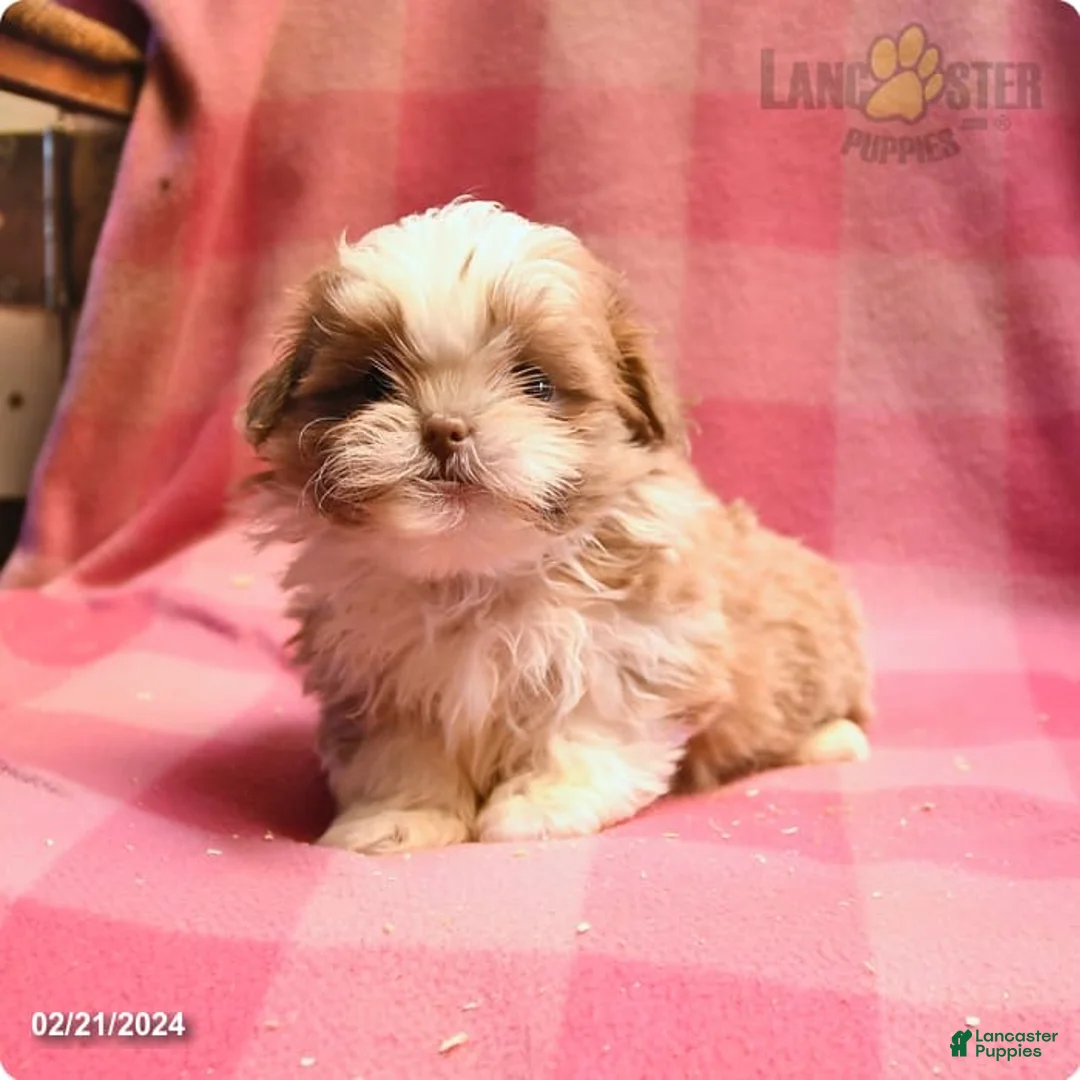 Gallery Image {{count}}