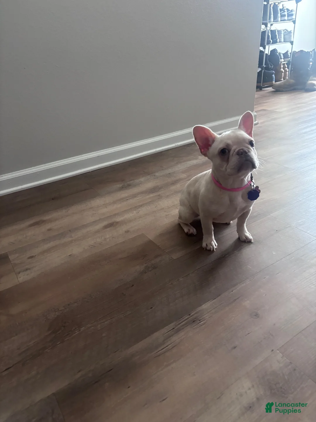 French Bulldog dogs for sale: Kali - Ad 4