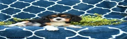 Cavalier King Charles Spaniel dogs for sale: Cookies and Cream - Ad 3
