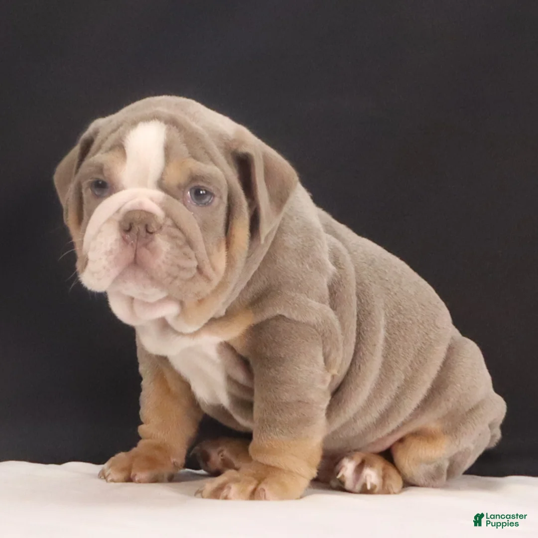 English Bulldog dogs for sale: Tank - Ad 11