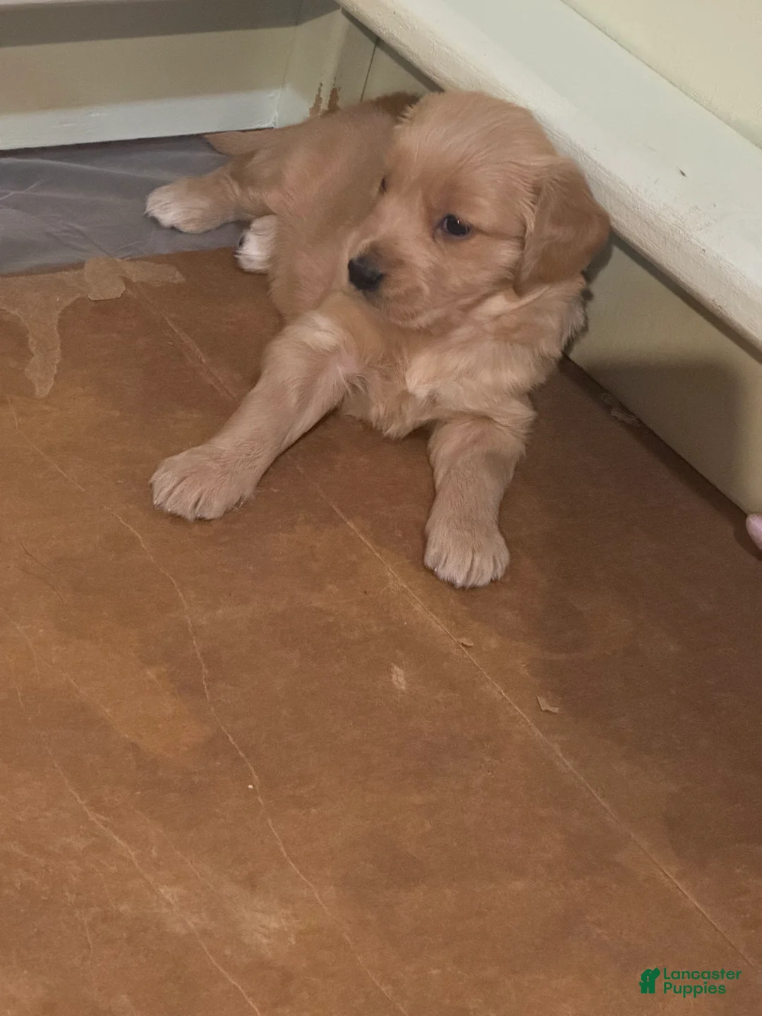 Golden Retriever dogs for sale: Golden Retriever Puppy 6 - Ad 1