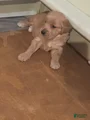 Golden Retriever Puppy 6