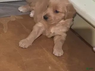 Golden Retriever dogs Golden Retriever Puppy 6 - Ad 12