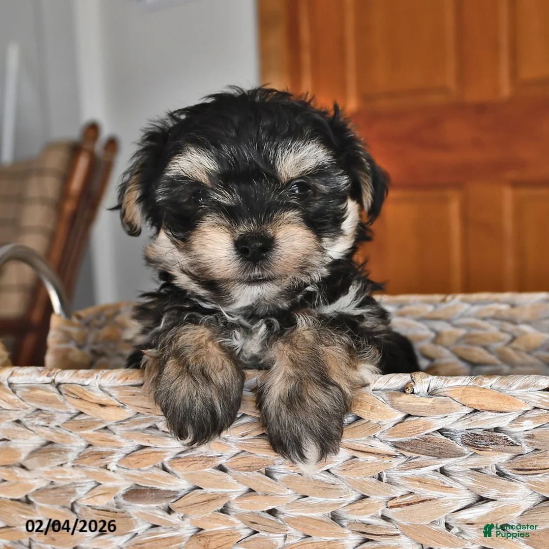 Morkie dogs for sale: Bubbles - Ad 3