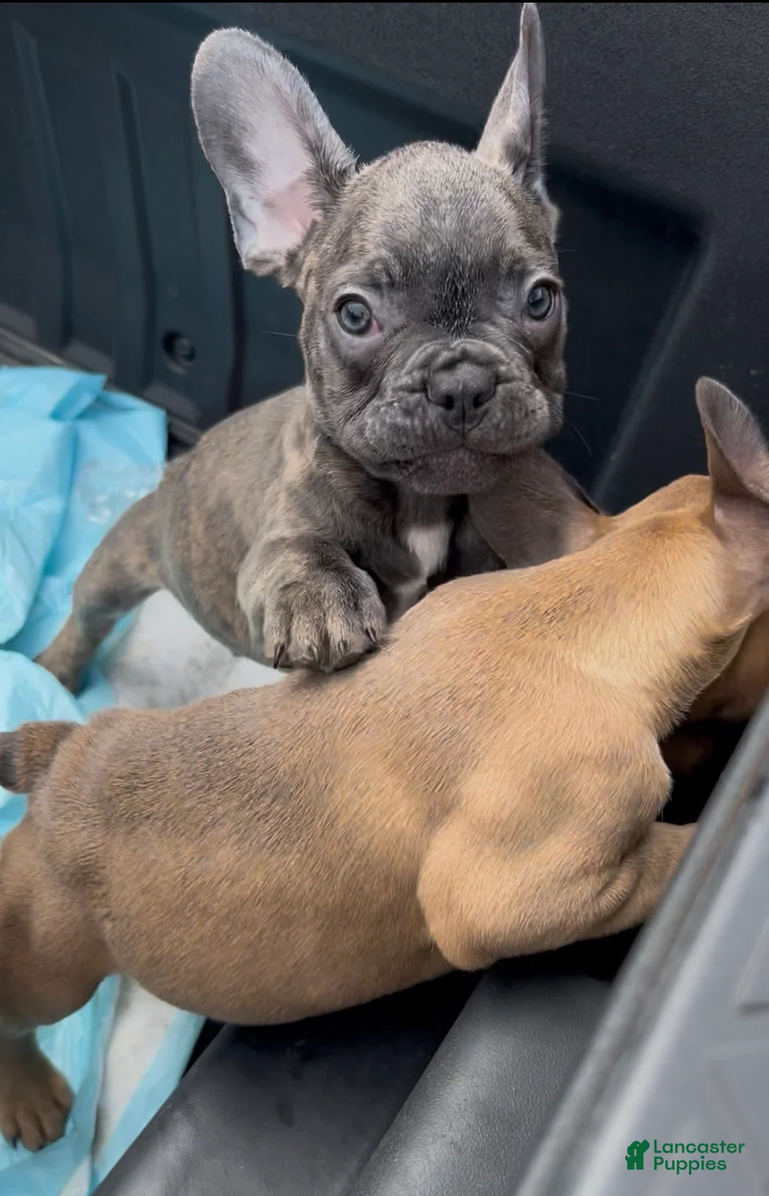 French Bulldog dogs for sale: French Bulldog Puppy 4 - Ad 2