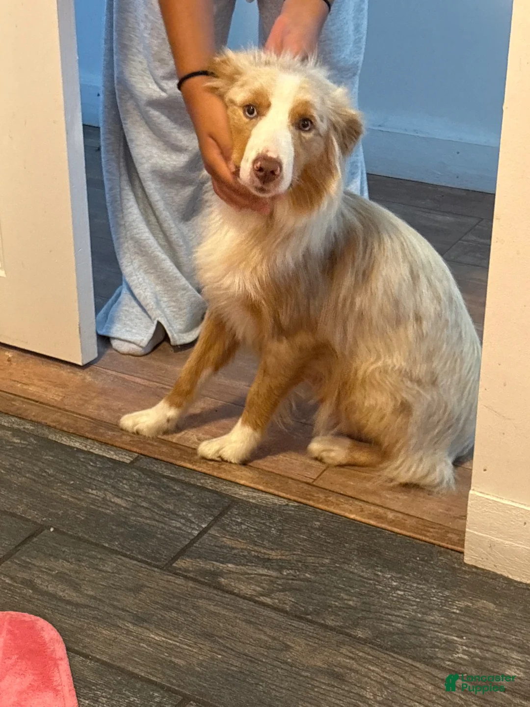 Aussiedoodle dogs for sale: Javier - Ad 2