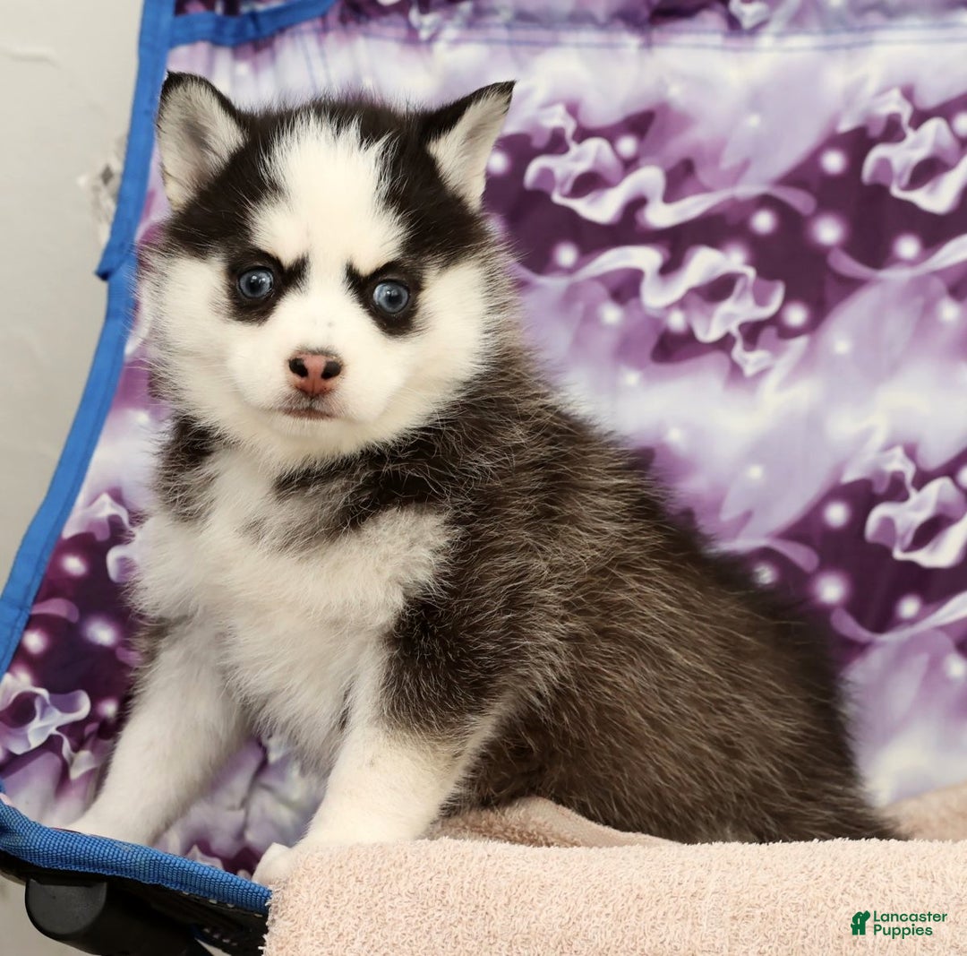 Pomsky dogs for sale: Tara - Ad 7