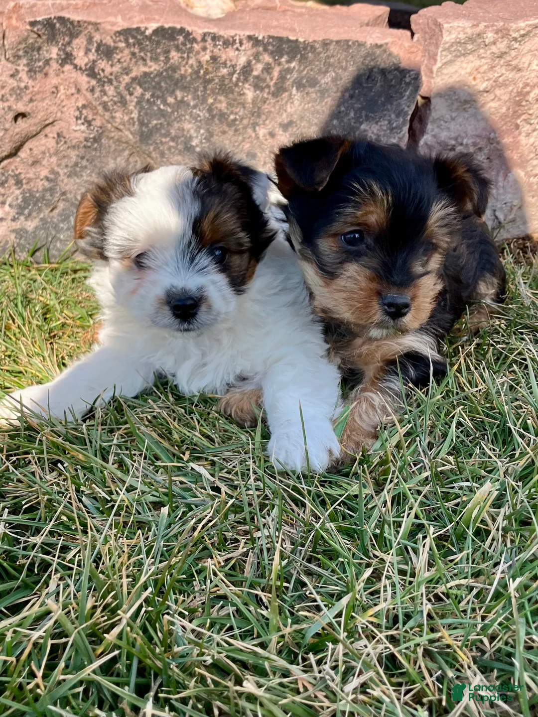 Yorkshire Terrier dogs for sale: Kolby - Ad 9