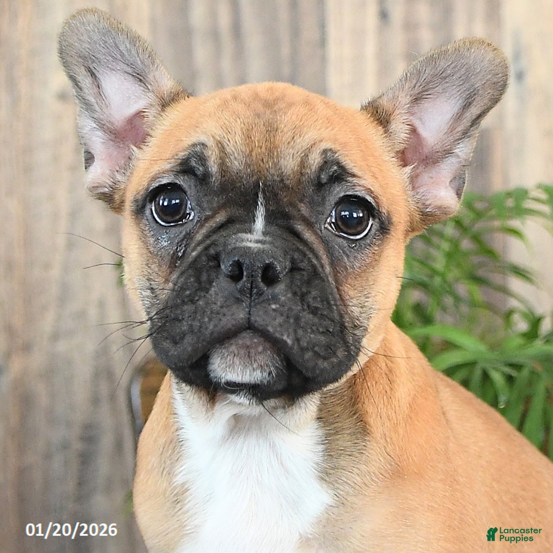 Frenchton dogs for sale: Holiday - Ad 3