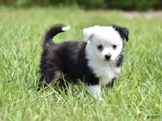 Toy Australian Shepherd dogs Toy Australian Shepherd Puppy 2 - Ad 11