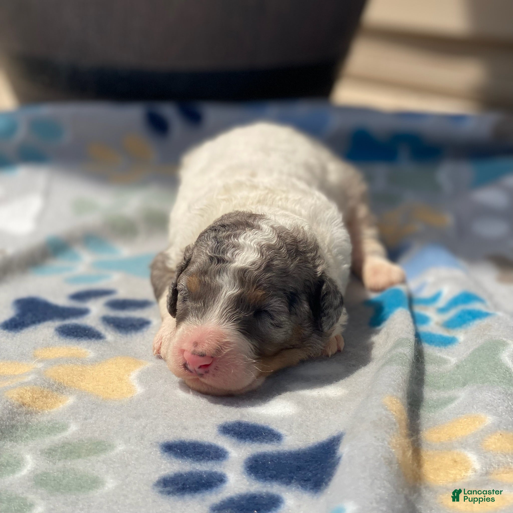 Standard Poodle dogs Archie - Ad 40