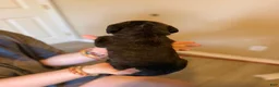Mixed Breed dogs for sale: Tater Tot - Ad 4
