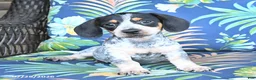 Miniature Dachshund dogs for sale: Jackson - Ad 4