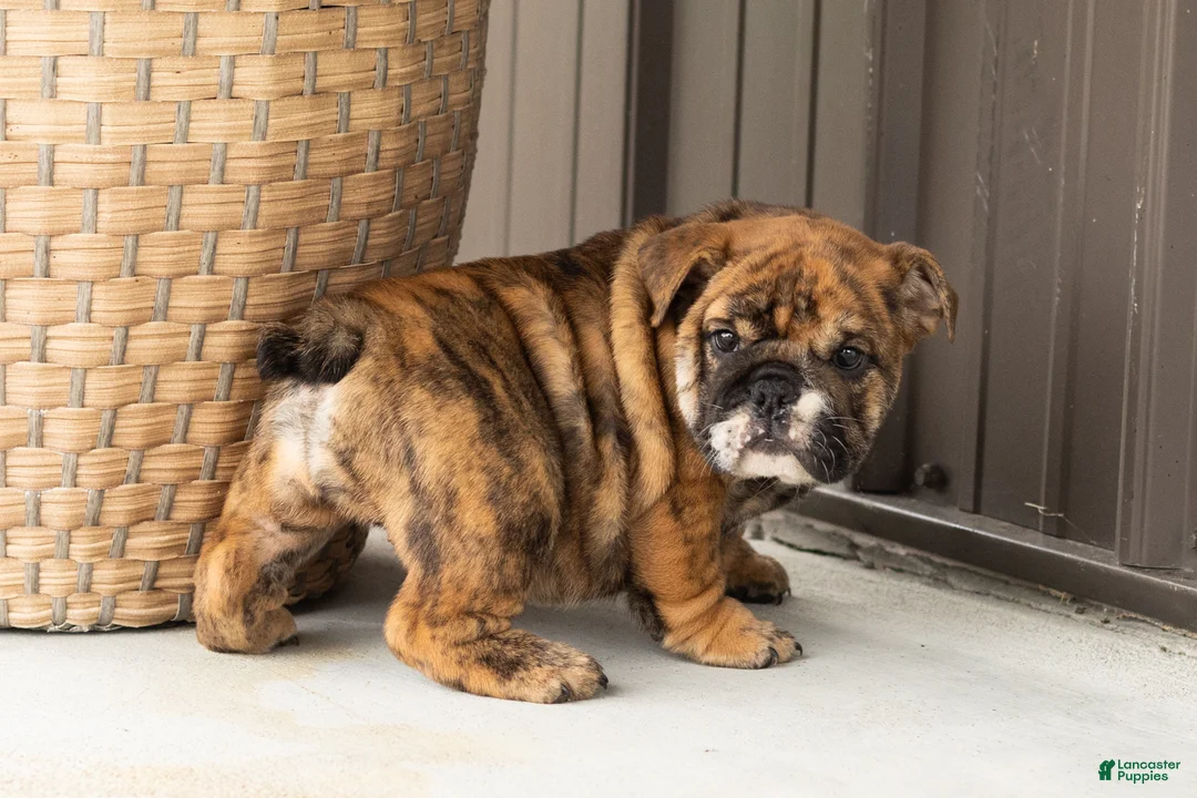 English Bulldog dogs for sale: Bella - Ad 1