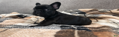 French Bulldog Puppy 2