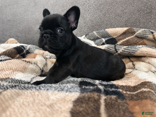 French Bulldog dogs French Bulldog Puppy 2 - Ad 6