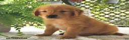 Golden Retriever dogs for sale: Dreamy - Ad 3