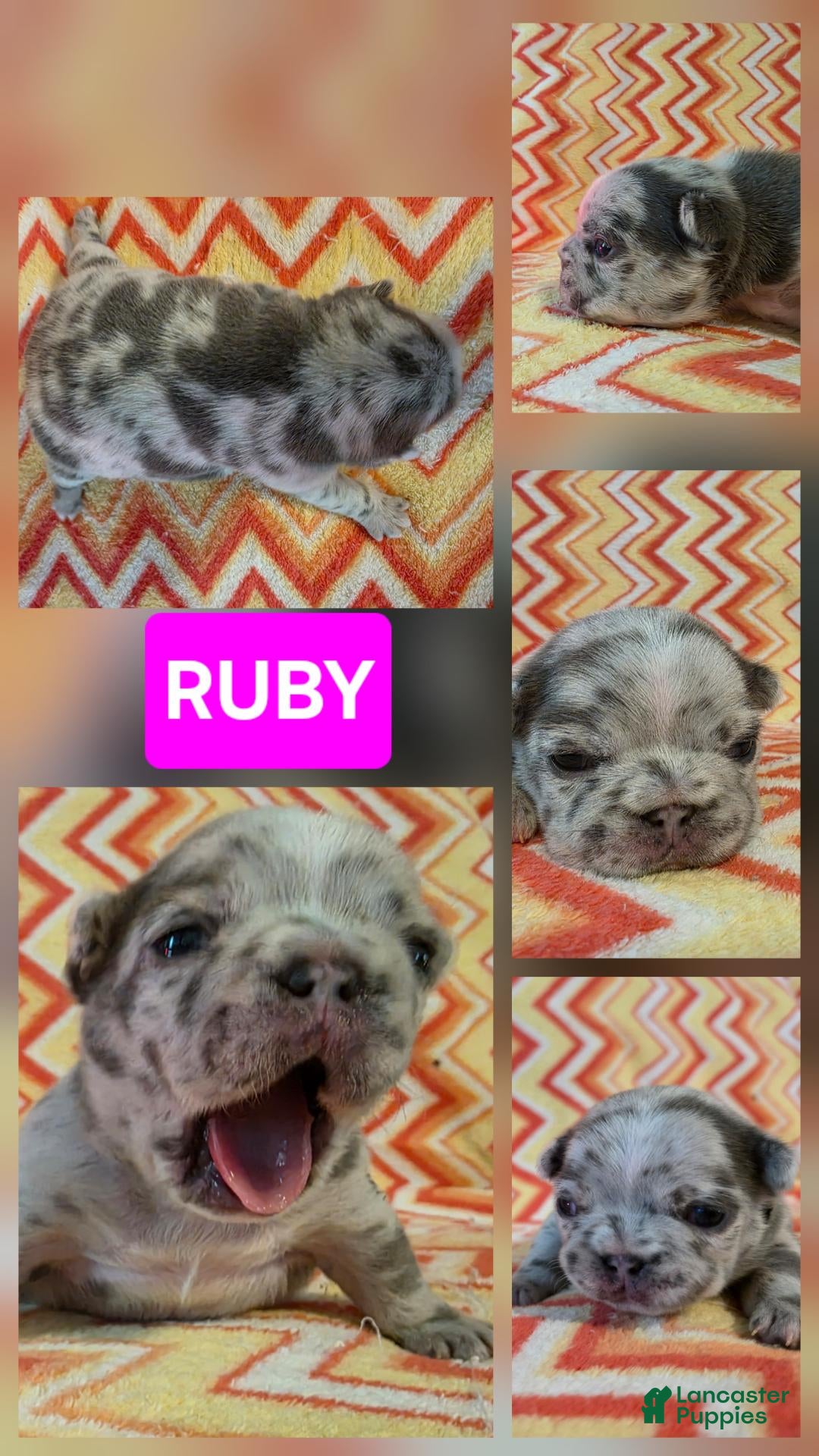French Bulldog dogs Ruby - Ad 2