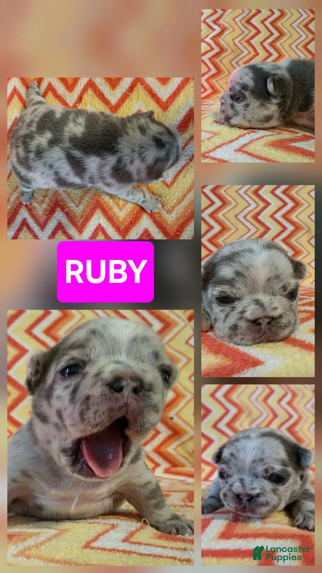 French Bulldog dogs for sale: Ruby - Ad 2