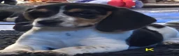 Beagle dogs for sale: Kylie - Ad 8