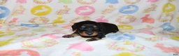 Miniature Dachshund dogs for sale: Hayden - Ad 4