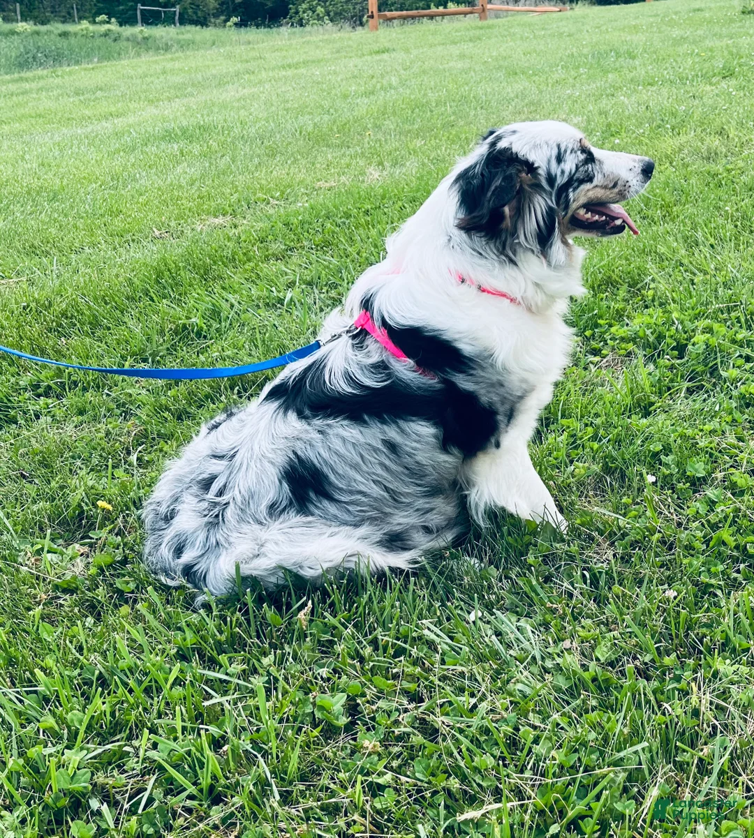 Australian Shepherd dogs for sale: Jollie  - Ad 15