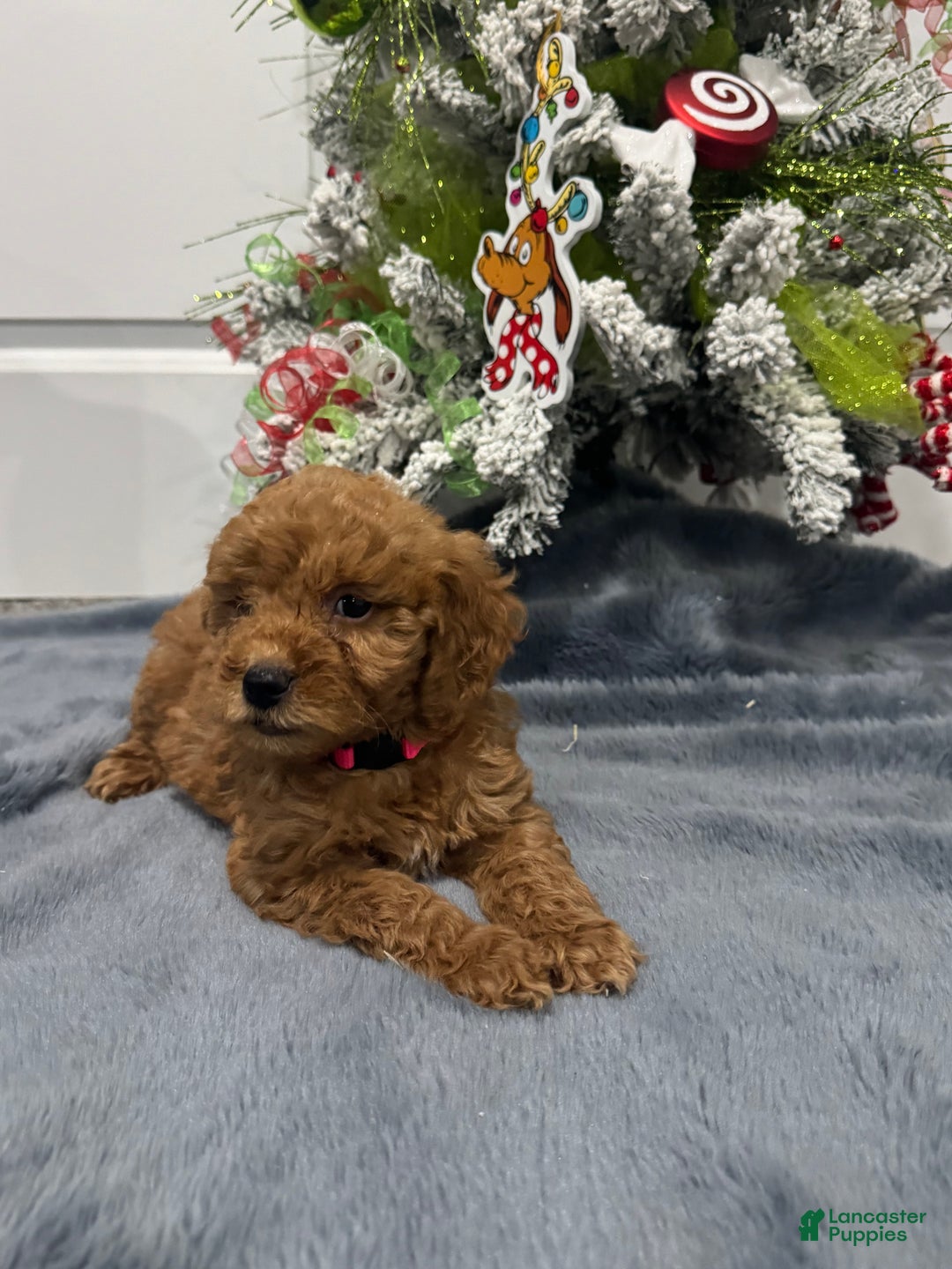 Goldendoodle dogs for sale: Goldendoodle Puppy 4 - Ad 2