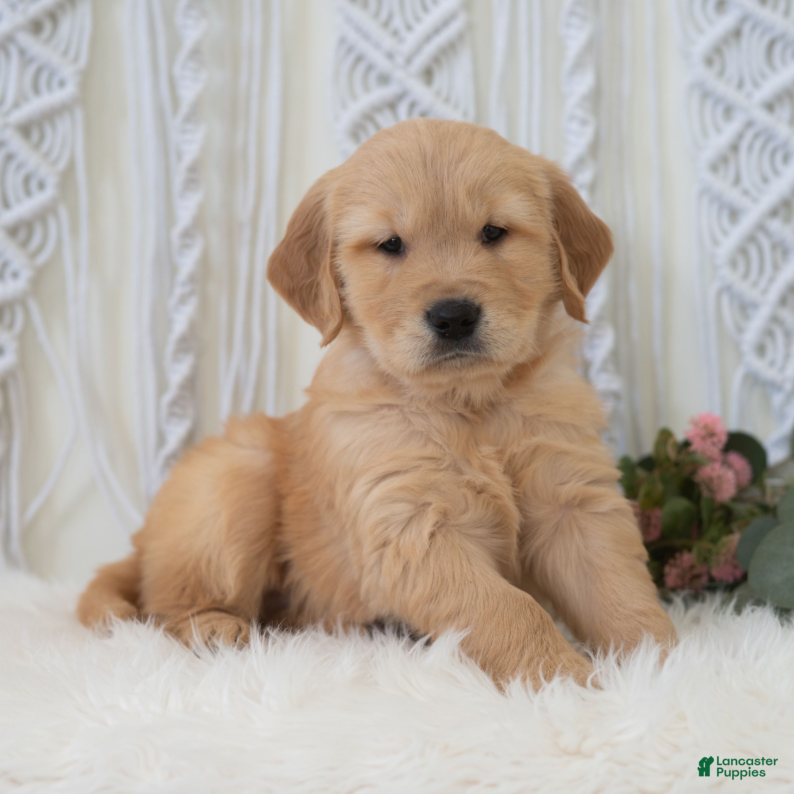 Golden Retriever dogs Sid  - Ad 1