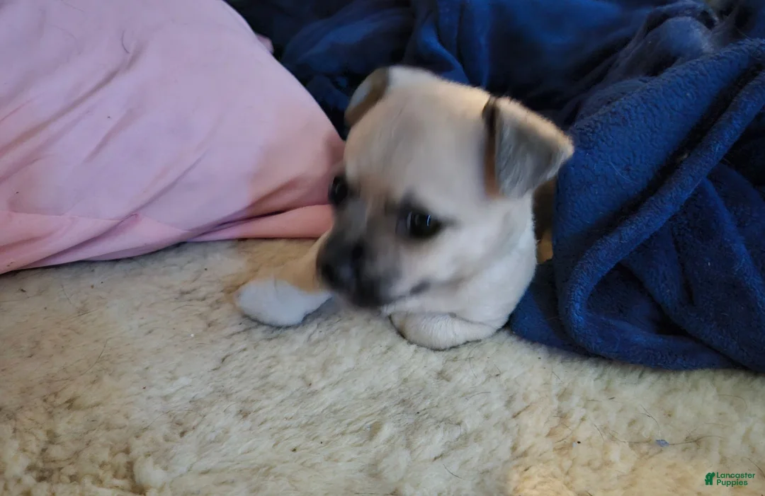 Chihuahua dogs for sale: Chihuahua 1 - Ad 6