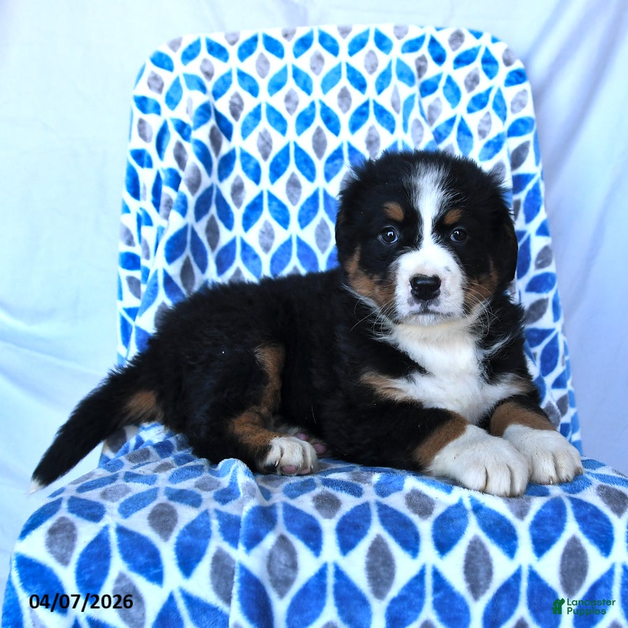 Bernese Mountain Dog dogs Jess  - Ad 2