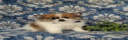 Pomeranian dogs for sale: Milo - Ad 3