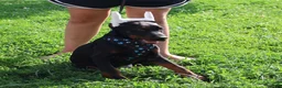 Doberman Pinscher dogs for sale: Doberman Pinscher 1 - Ad 16
