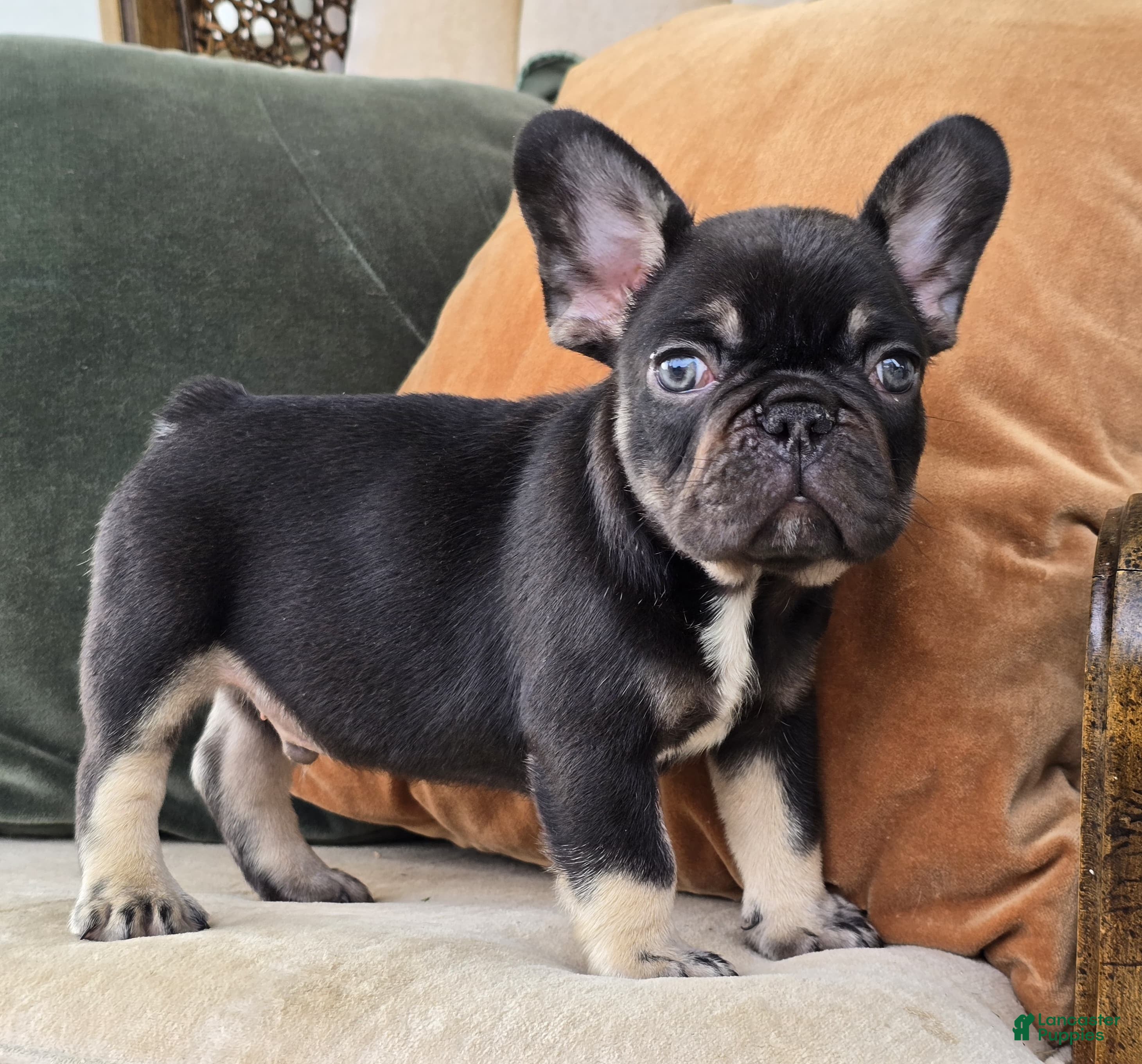 French Bulldog dogs Oscar - Ad 2