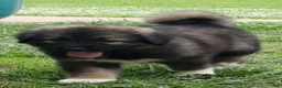 Caucasian Shepherd Dog dogs for sale: Caucasian Shepherd Dog Puppy 7 - Ad 7