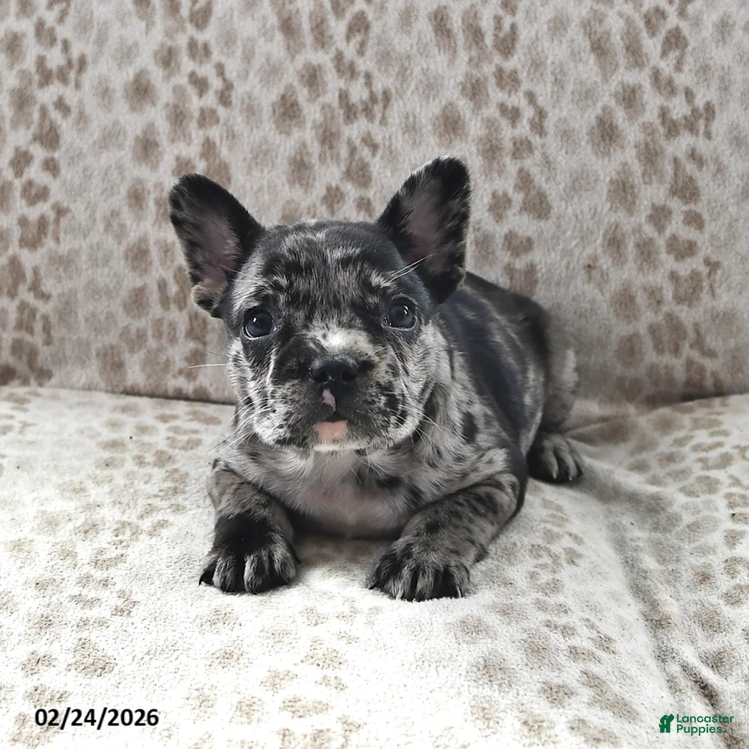 Frenchton dogs for sale: Audrey - Ad 2