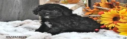 Shihpoo dogs for sale: Milo - Ad 3