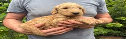 Goldendoodle dogs for sale: Goldendoodle 1 - Ad 4