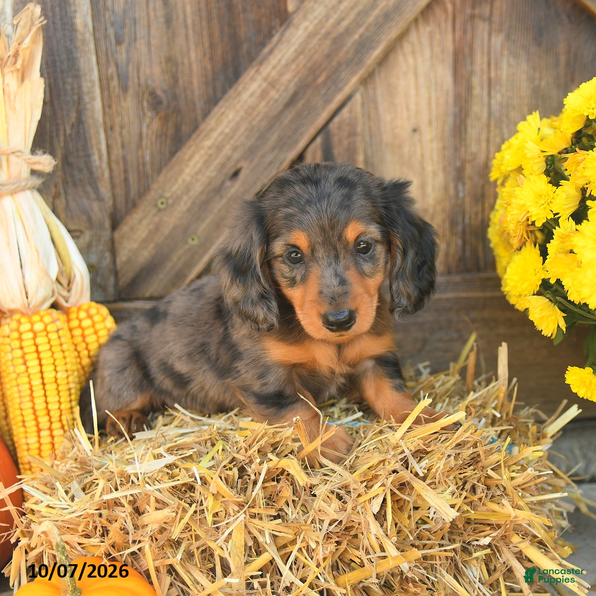 Miniature Dachshund dogs Jacks - Ad 2