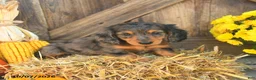 Miniature Dachshund dogs for sale: Jacks - Ad 2