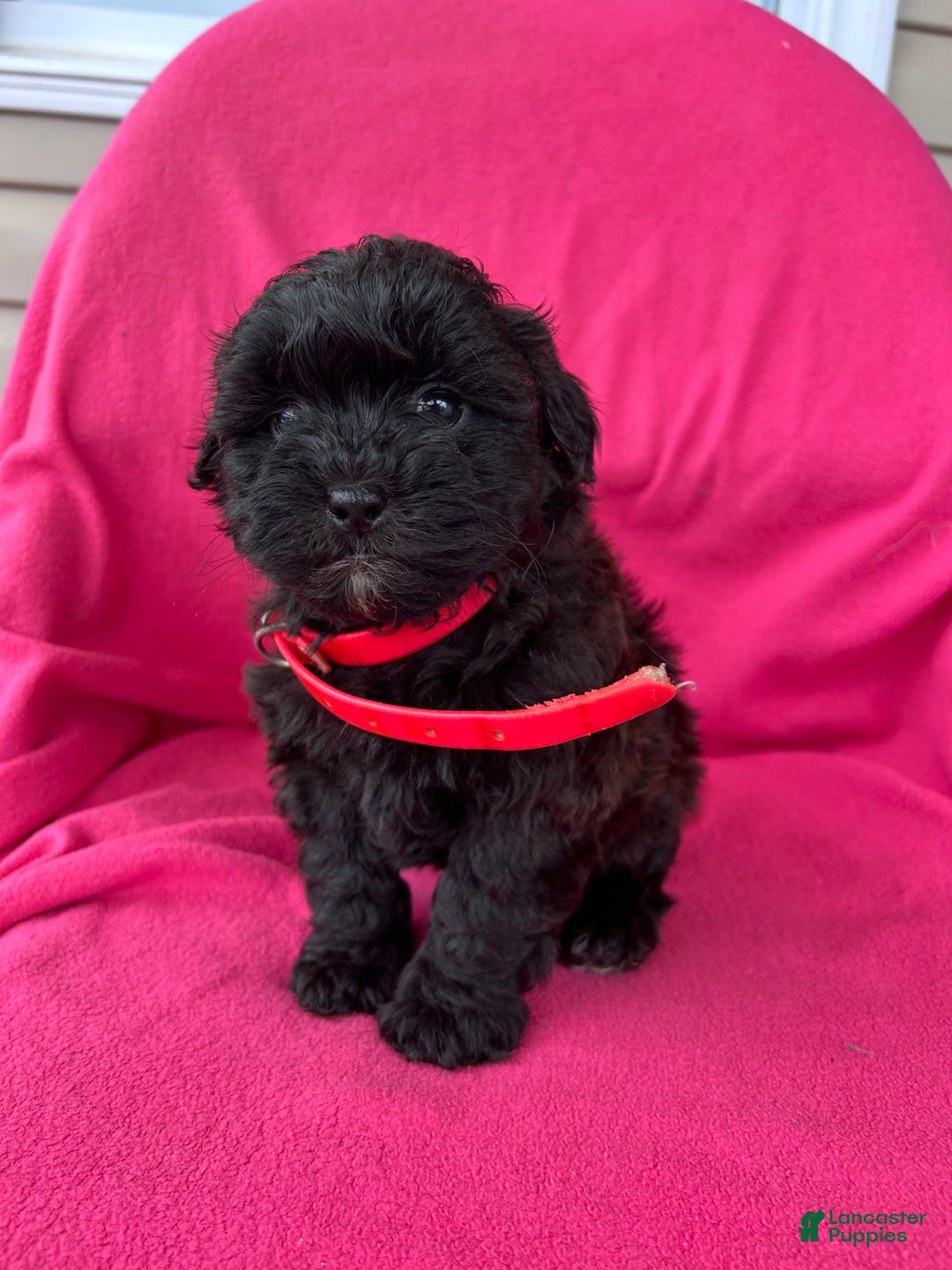 Shihpoo dogs for sale: PRECIOUS - Ad 8