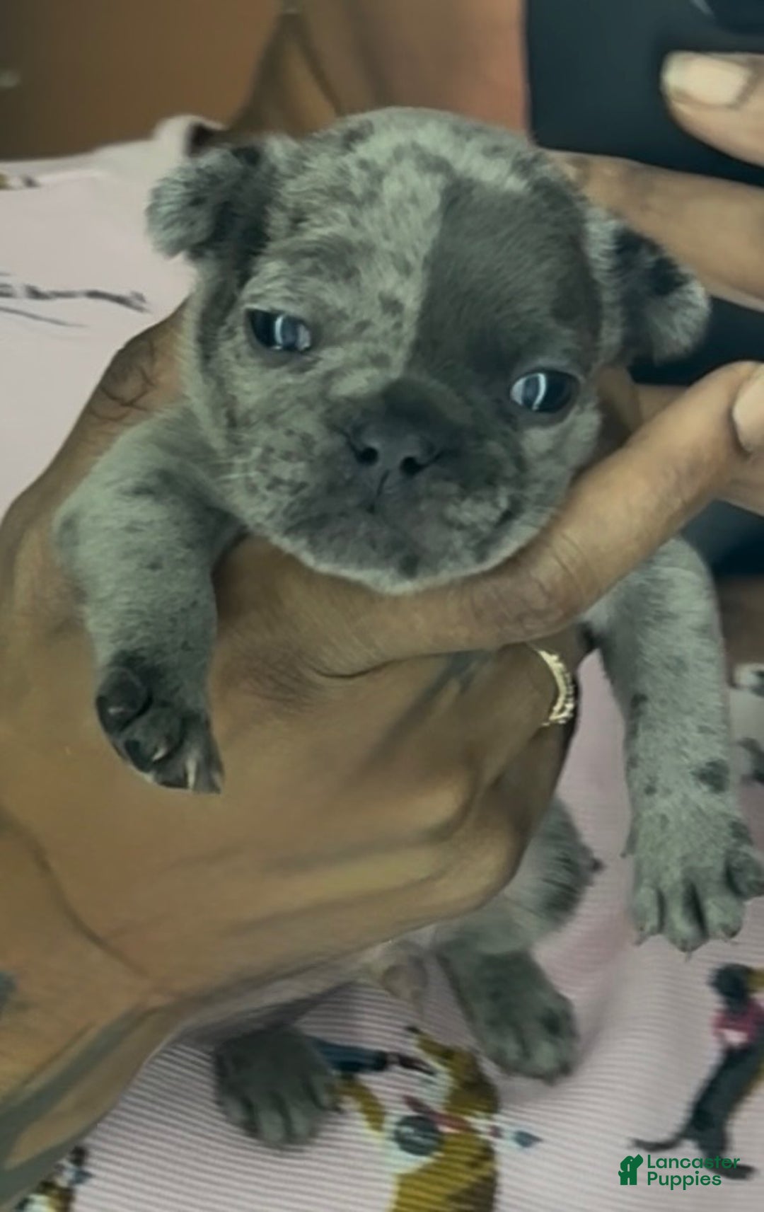 French Bulldog dogs for sale: French Bulldog Puppy 2 - Ad 4