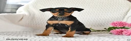 Miniature Pinscher dogs for sale: Trixie - Ad 5