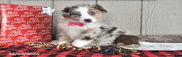 Australian Shepherd dogs for sale: Ginger - Ad 4
