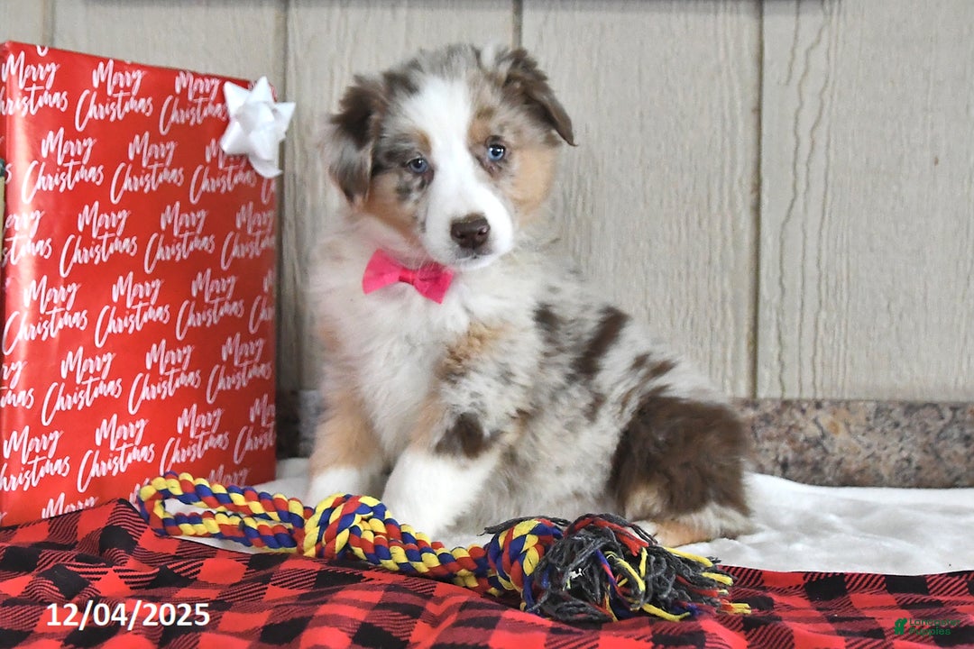 Australian Shepherd dogs for sale: Ginger - Ad 4