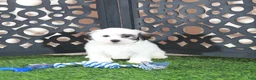 Teddy Bear dogs for sale: Captain Jack Daring Male Teddy Bear Puppy - Ad 4
