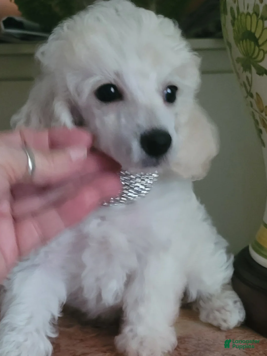Miniature Poodle dogs for sale: Diamonds - Ad 1