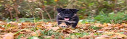 German Shepherd dogs for sale: Randy - Ad 4