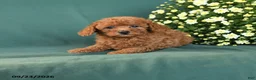 Toy Poodle dogs for sale: Munchkin - Ad 1