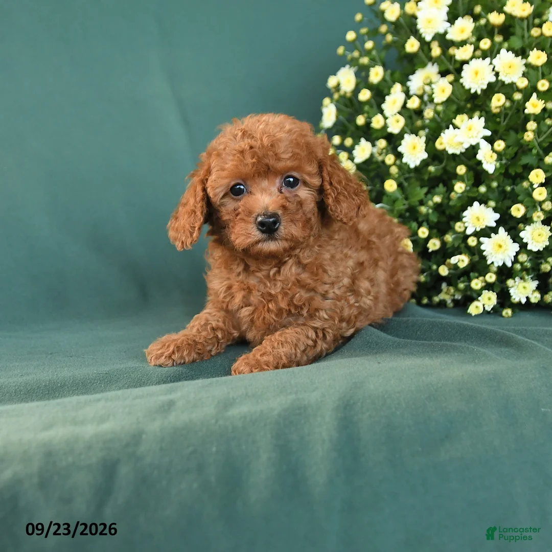 Toy Poodle dogs for sale: Munchkin - Ad 1