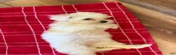 Maltese dogs for sale: Charley - Ad 4